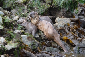 Otter and cubs 4